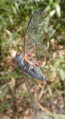 Birrima castanea