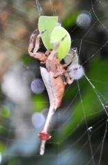 Arachnura scorpionoides