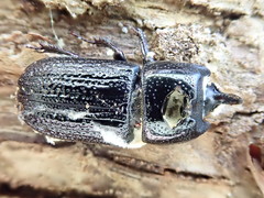 Sinodendron cylindricum