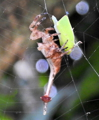 Arachnura scorpionoides