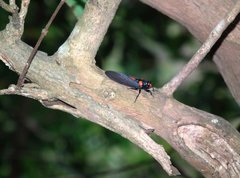 Huechys sanguinea