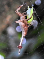 Arachnura scorpionoides