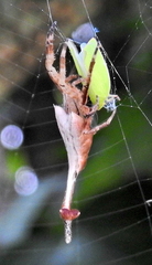 Arachnura scorpionoides
