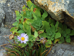 Aster spathulifolius