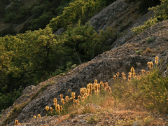 Asphodeline taurica