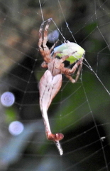 Arachnura scorpionoides