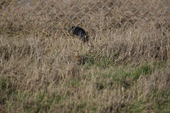 Alauda arvensis arvensis