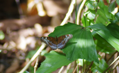 Lebadea martha parkeri