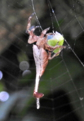 Arachnura scorpionoides