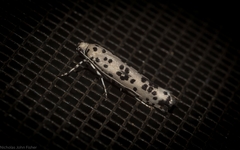 Yponomeuta pustulellus