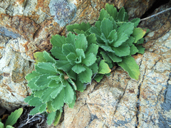 Aster spathulifolius