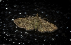 Chloroclystis mniochroa