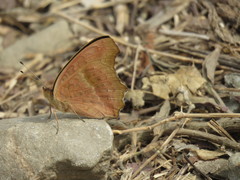 Junonia lemonias aenaria