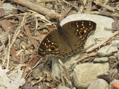 Junonia lemonias aenaria