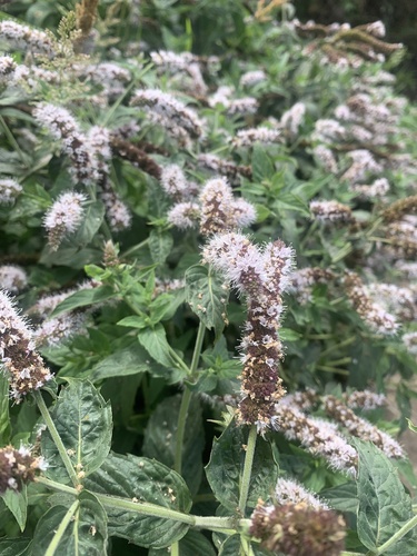 Mentha spicata image