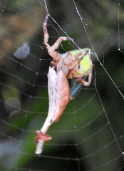 Arachnura scorpionoides