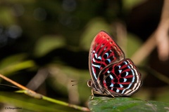 Paralaxita damajanti