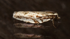 Tortrix technica