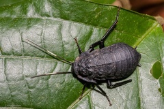 Catara rugosicollis