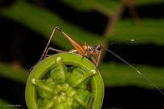Nisitrus