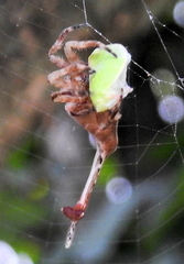 Arachnura scorpionoides