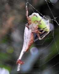 Arachnura scorpionoides