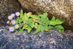 Aster spathulifolius