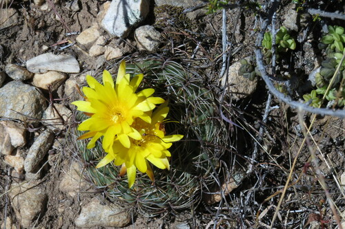 Matucana aureiflora