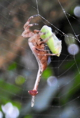 Arachnura scorpionoides