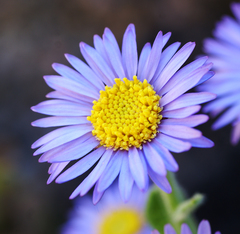 Aster spathulifolius