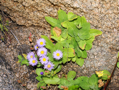 Aster spathulifolius