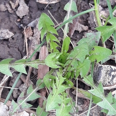 Taraxacum officinale