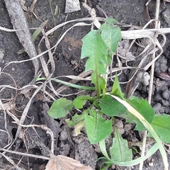 Taraxacum officinale