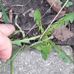 Taraxacum officinale
