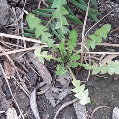 Taraxacum officinale