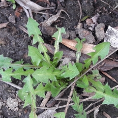 Taraxacum officinale