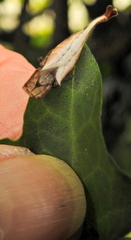 Arachnura scorpionoides