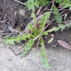 Taraxacum officinale
