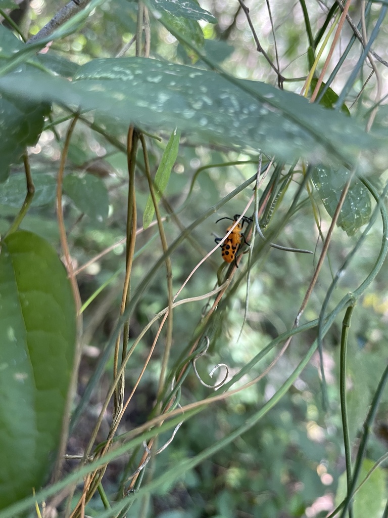 Giant Milkweed Bug