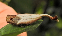 Arachnura scorpionoides