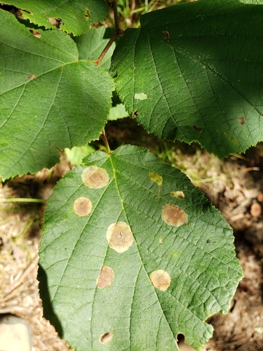 Hazel Blotchminer photo 3