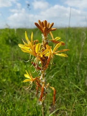 Asphodeline lutea