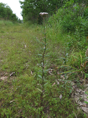 Eupatorium lindleyanum
