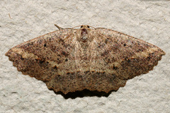 Casbia crataea