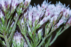 Eupatorium lindleyanum