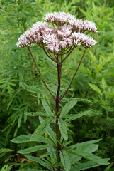 Eupatorium lindleyanum