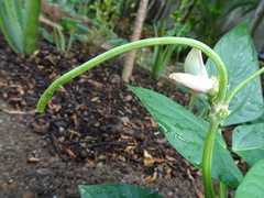Vigna sinensis