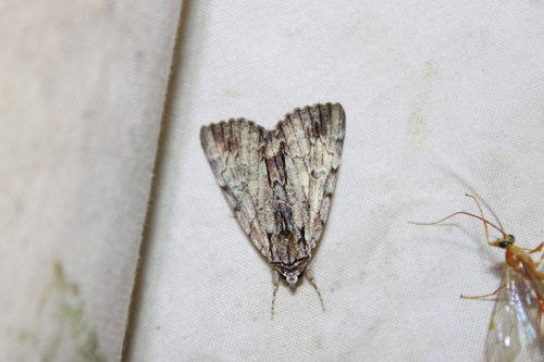 Praeclara Underwing Moth photo 5