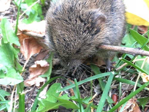 Western Meadow Vole