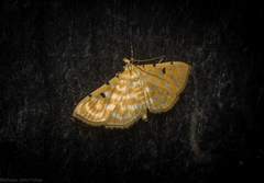 Notarcha aurolinealis